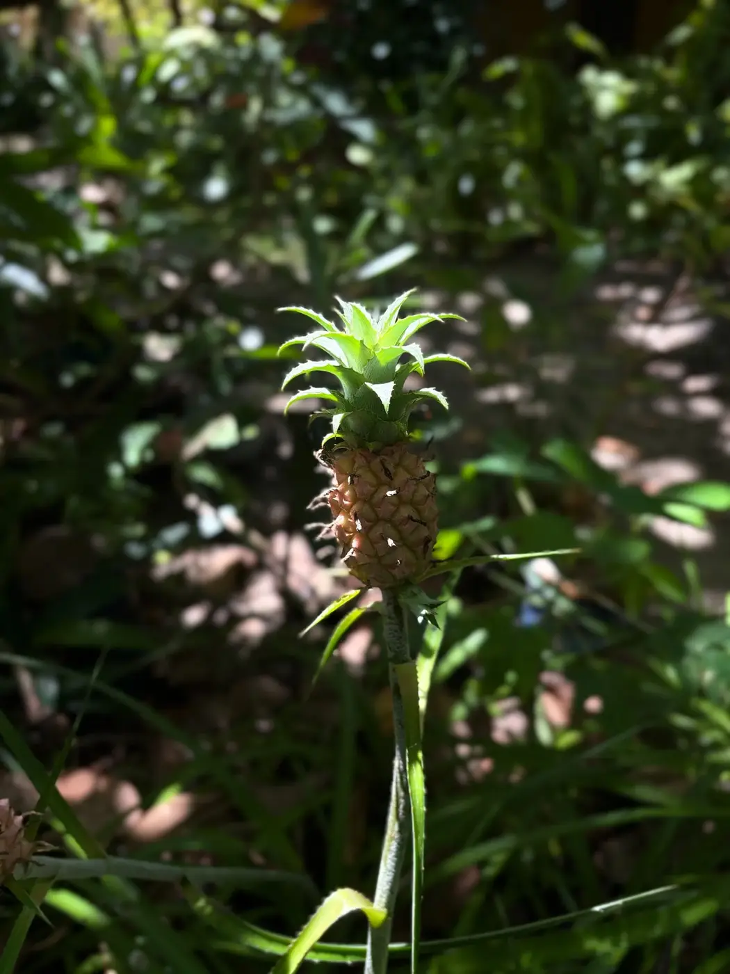 Um pequeno abacaxi crescendo entre as plantas do jardim da Pousada Terra
