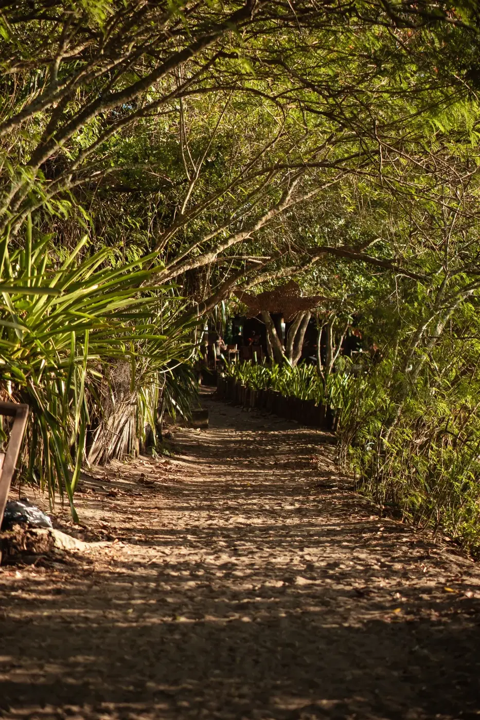 Caminho sombreado por árvores e vegetação em Caraíva